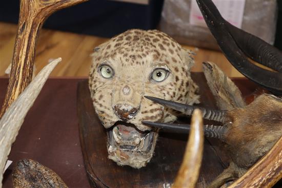 A collection of antlers, taxidermic leopards head etc.